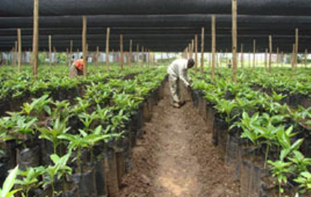 Center for Excellence in Agriculture in Butajira